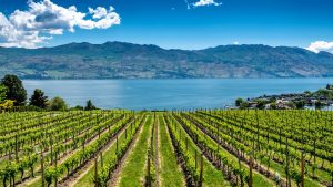 Penticton to Naramata Bench wine route with vineyards above Okanagan Lake