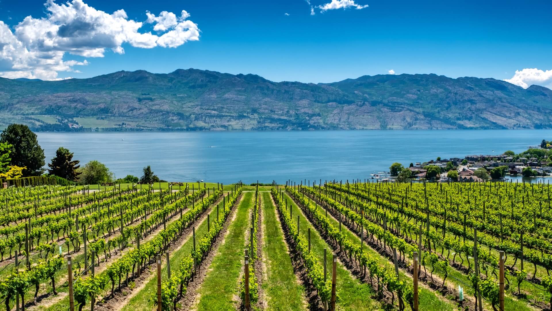 Penticton to Naramata Bench wine route with vineyards above Okanagan Lake