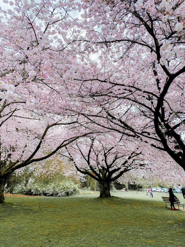 Stanley Park Cherry Blossoms 2026: Real‑Time Drive & Best Blossom Spots in Vancouver’s Iconic Park
