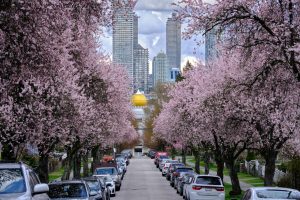 Pedestrians walking under a canopy of pink cherry blossoms on a Vancouver city street